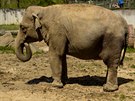 V ostravsk zoo se bl porod slonice Vishesh.