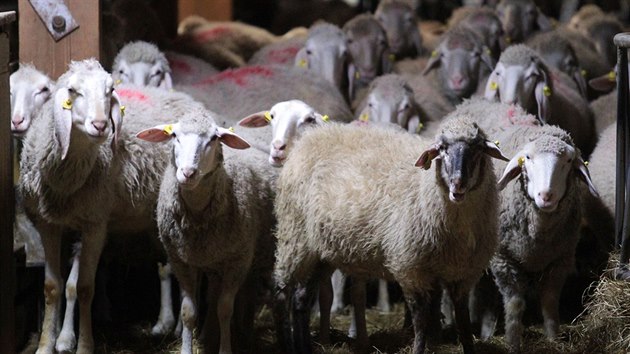 Abertamská ovčí farma přišla kvůli vlkům o čtyřicet kusů zvířat.