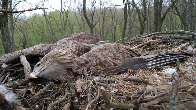 Mrtvá otrávená samice orla mořského na hnízdě se dvěma vejci v Oleksovicích na Znojemsku