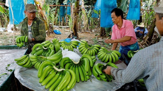 Čínští investoři do Laosu přinesli velké peníze, pěstování banánů za použití chemikálií však přináší zdravotní rizika pro farmáře.