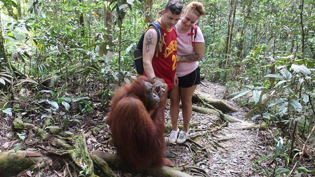 Jsou to mazlci! Bukoit Lawang nabz velmi pokiven obraz orangutan.