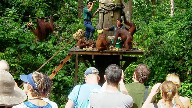 Za vším přitom hledejme peníze, pro místní představují turisté byznys, proto se jim vychází vstříc. I když na to doplácejí orangutani.