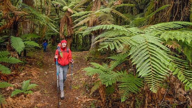 Whirinaki Track