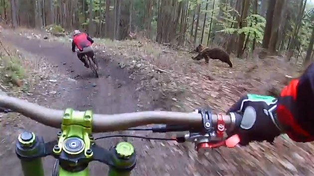 Medvd hnd pekvapil cyklisty v bike parku Malino Brdo na severu Slovenska.