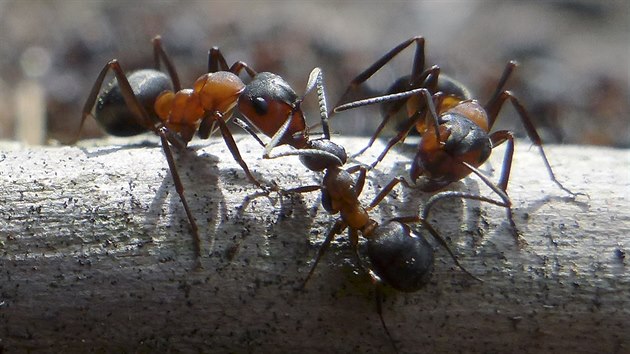 Když se setká více mravenců, podle pachu poznají, kdo z jakého mraveniště pochází.