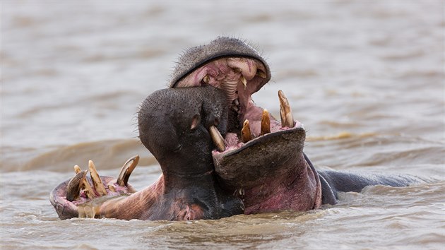 Hroší samci bojují o teritorium. Pořízeno v JAR.