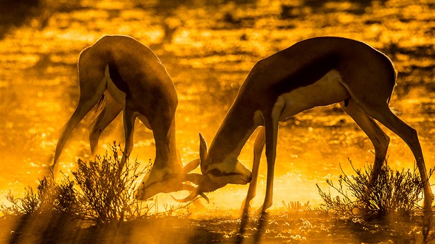 Samci antilopy skákavé v JAR