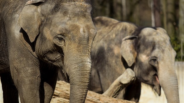 V ostravsk zoo se bl porod slonice Vishesh (na snmku v poped).