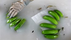 íntí investoi do Laosu pinesli velké peníze, pstování banán za pouití...