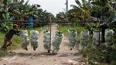 íntí investoi do Laosu pinesli velké peníze, pstování banán za pouití...