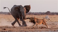 Slon a lev v Botswan