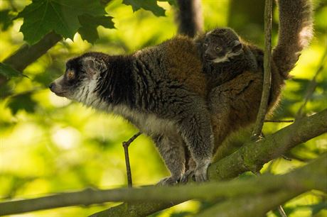 Samice lemura mongoz se svým mládtem.