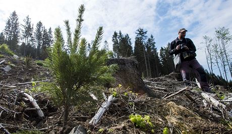 Pracovníci státního podniku Lesy R dokonují v Jeseníkách zalesování rozsáhlých ploch, které zniila vichice v roce 2015. Celkem na umpersku a Orlickoústecku pokodila 245 tisíc kubík deva.