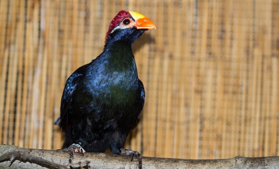 Ostravské zoologické zahrad se nedaí rozmnoit banánovce fialového. Zatím.