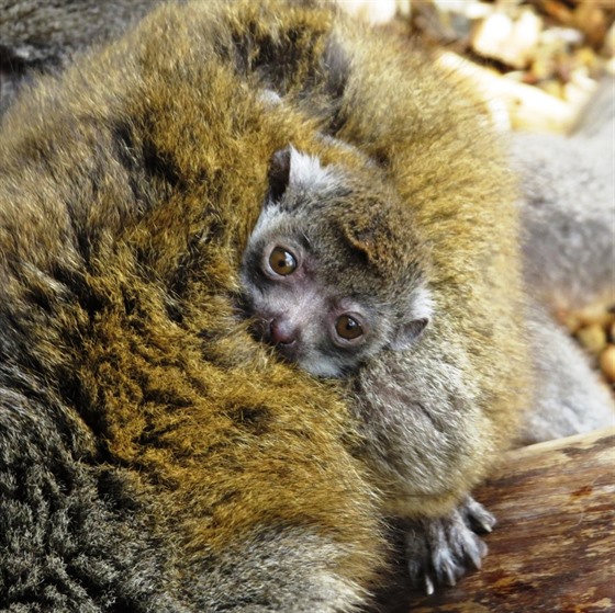 Mlád lemura, vzácný pírstek zoologické zahrady v roce 2017. 