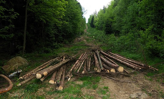 Pracovníci Les R omylem vykáceli jiný les, ne mli. Jablonci nad Nisou nyní...