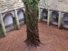 Údajn stovky let starý strom chránný hradbami klátera Muckross Abbey v...