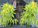 Wiz Khalifa's Weed Farm (Official Trailer)