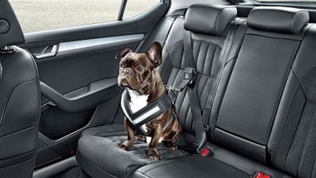 Bezpečností pásy pro psa