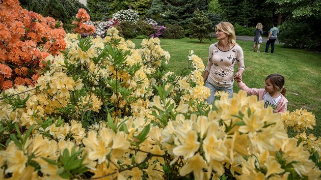 Arboretum Nový Dvůr na Opavsku nabízí záplavu květů rododendronů. (26. května 2017)