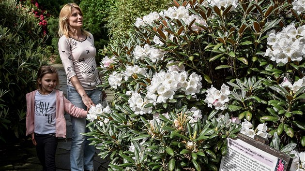 Nvtvu arboreta Nov Dvr zdob zplava kvt rododendron. (26. kvtna 2017)