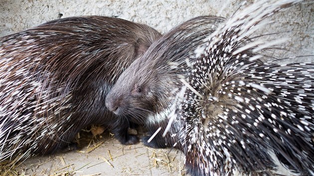 Ti dikobrazi jsou zpt ve vbhu v Zooparku Na Hrdeku v Horn Pn.