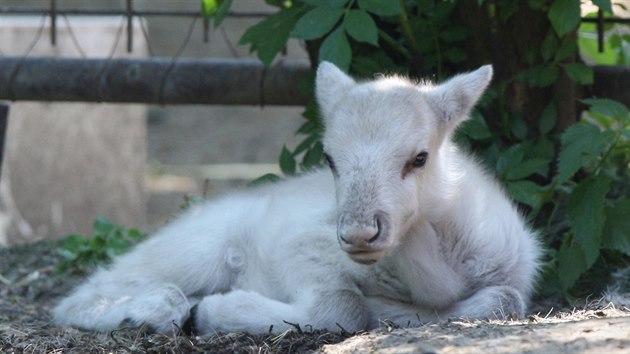 Jedno z mlat sob polrnch, kter se v kvtnu narodila v olomouck zoo.