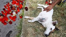 Na snímku je poraněný pes, kterého měl zastřelený na sedadle v dodávce.