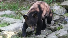 Jedno z mláat medvd baribal, která se v olomoucké zoo narodila 4. ledna a...