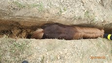Poník byl uv�zn�n v úzkém výkopu pro vodovodní p�ípojku. Hasi�i mu pomohli ven.