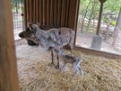 Mlád soba polárního se narodilo v Zoo Olomouc