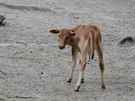 Zebu zakrslý patí ve zvíecím svt k rekordmanm. Jde toti o nejvzácnjí a...