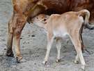 Zebu zakrslý patí ve zvíecím svt k rekordmanm. Jde toti o nejvzácnjí a...