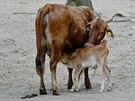 Zebu zakrslý patí ve zvíecím svt k rekordmanm. Jde toti o nejvzácnjí a...