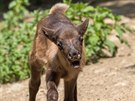 Los evropský ze Zoo Brno rád poskakuje.