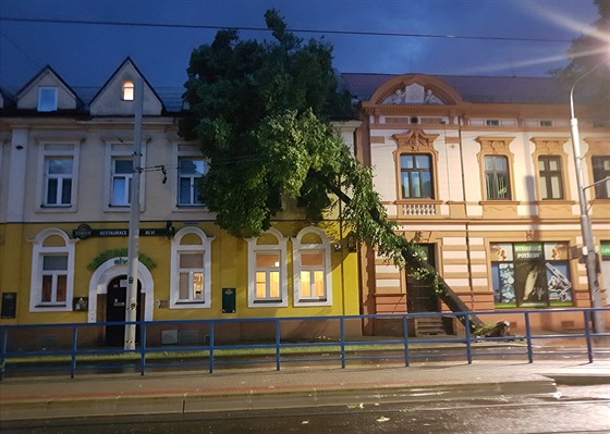 Strom vyvrácený bhem úterní bouky v centru Ostravy. (6. 6. 2017)