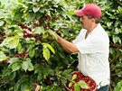 Farmá sklízí plody kávovníku