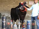 Nejvtí alkoholik Indie váí 1,5 tuny