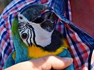 Radost papouka ze shledání se svým majitelem byla veliká.