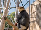 Langur duk, kter� je od lo�sk�ho roku k vid�n� v chlebsk� zoo, je poprv� ve...