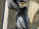 Langur duk, kter� je od lo�sk�ho roku k vid�n� v chlebsk� zoo, je poprv� ve...