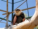Langur duk, kter� je od lo�sk�ho roku k vid�n� v chlebsk� zoo, je poprv� ve...