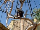 Langur duk, kter� je od lo�sk�ho roku k vid�n� v chlebsk� zoo, je poprv� ve...