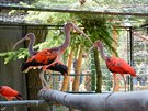 �erven� ibis, novinka chlebsk� zoo (2.6.2017).