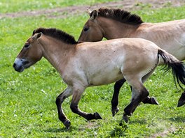 Další koně Převalského zamíří 19. června do Mongolska, kde budou po...