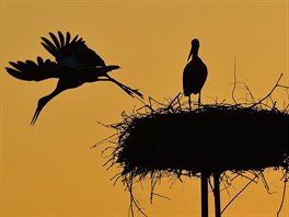 APÍ RODINKA. Jeden z dvojice bílých áp práv opoutí hnízdo pi západu...