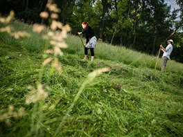 Nové trávníky by se mly zaít osévat letos v záí. Pokud se osení rozroste,...