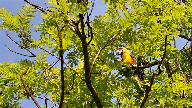 Papouek zstal sedt ve vtvch vysokho stromu ve Slezsk Ostrav.