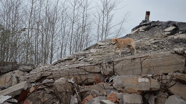 Téměř devítiletá fenka labradora Cita je i psí záchranář.