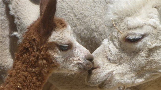 V Lamacentru H�dy na kraji Brna se v sobotu narodilo modrook� ml�d� lamy. Modr� o�i se p�itom u lam vyskytuj� pouze u alb�n�, zat�mco brn�nsk� same�ek m� na v�t�in� t�la hn�d� zbarven�.